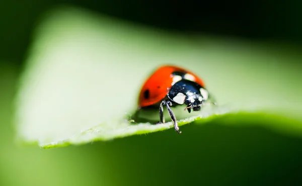 Marienkäfer auf einem Blatt. schöne Natur — Stockfoto