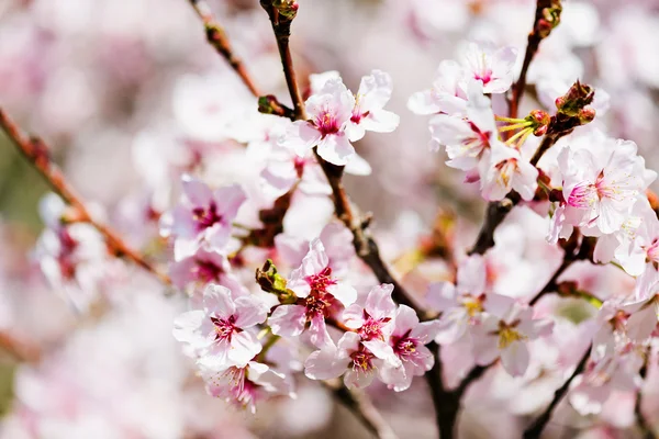 A blooming branch of apple tree in spring — Stock Photo, Image