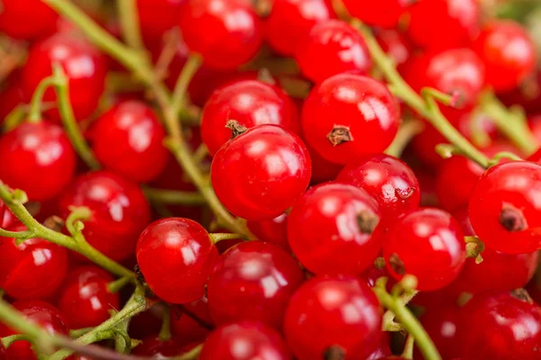 Red currant berry close up colorful fruit background — Stock Photo, Image