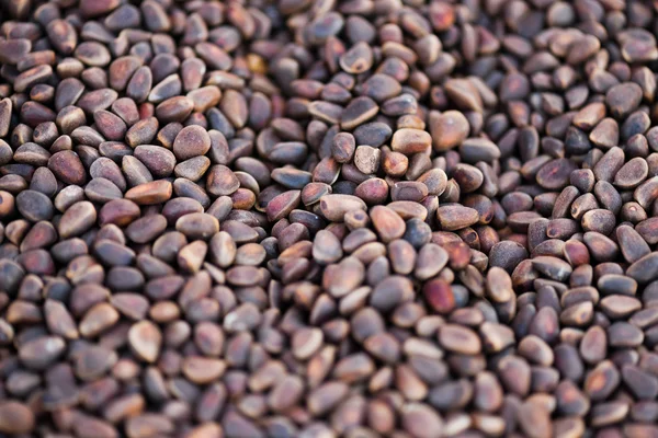 Close-up sibiřský cedr ořechy textury na pozadí — Stock fotografie