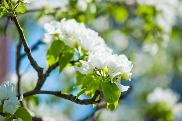 A blooming branch of apple tree in spring — Stock Photo, Image