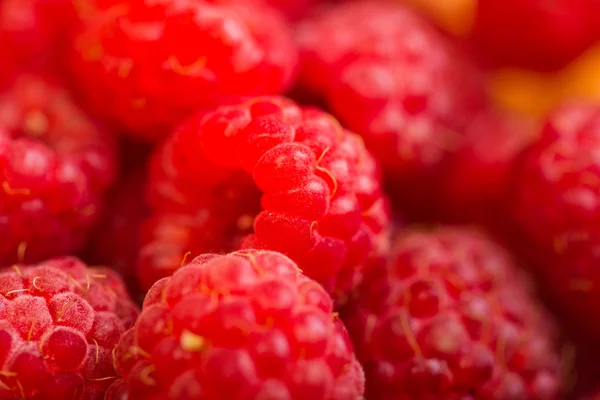 라즈베리 과일 배경 — 스톡 사진