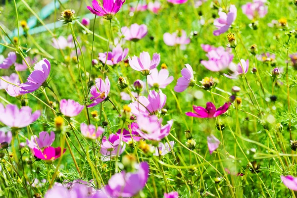 波斯菊 免版税图库照片