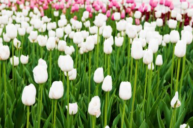 Beyaz Lale arka plan 