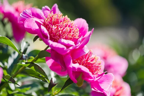 Lits avec pivoines dans un jardin d'été . — Photo