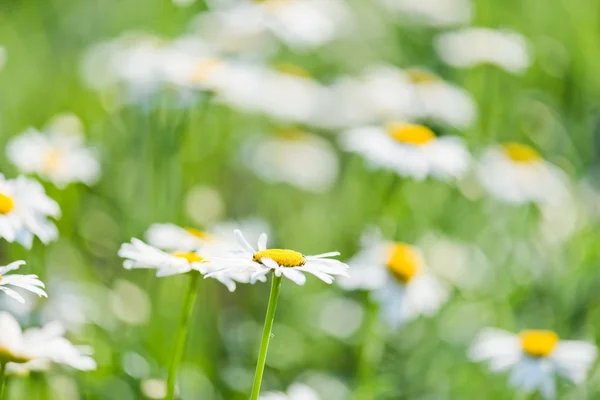 Wilde kamille op een weide. — Stockfoto