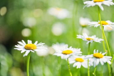 Çayırda papatya çayı. 