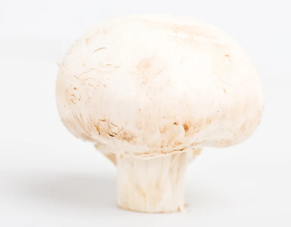 Champignon mushroom — Stock Photo, Image