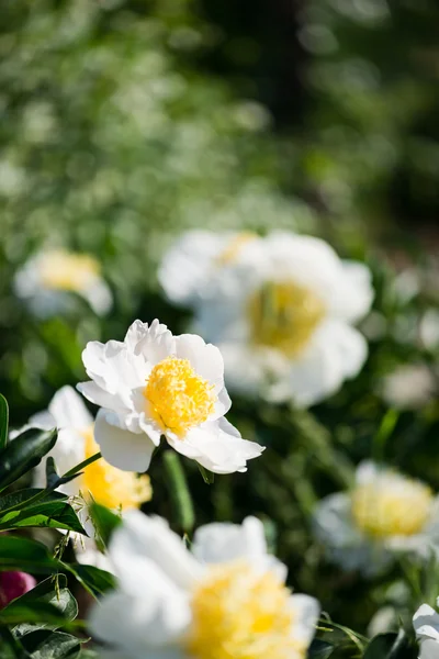 Beds with peonies in a summer garden. — Stock Photo, Image