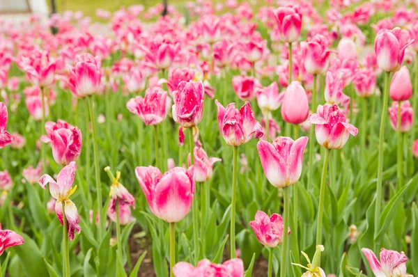 Tulips field in spring time — Stock Photo, Image