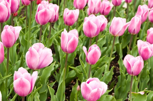 Campo de tulipas na primavera — Fotografia de Stock