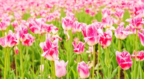Tulips field in spring time — Stock Photo, Image