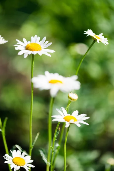 Wilde kamille op een weide. — Stockfoto