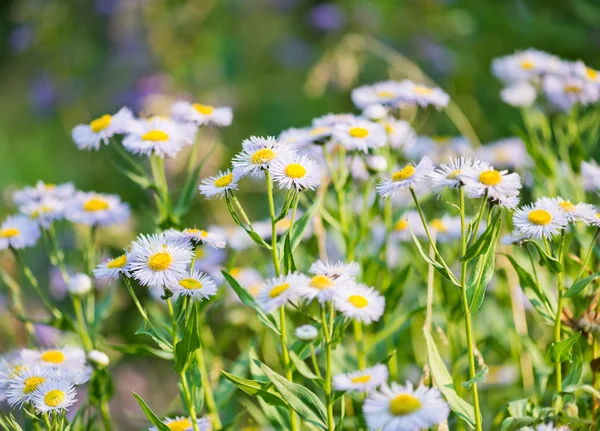 Wild blue asters — Stock Photo, Image