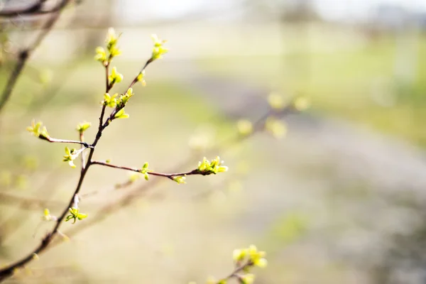 Petites feuilles sur une branche d'arbre . — Photo