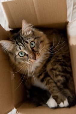 Karton kutudaki kedi.