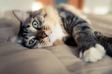 Gri kedi yatakta yatarken