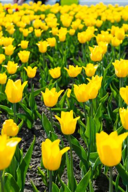 güzel bir Lale alan