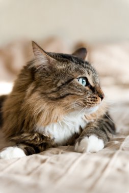 Gri kedi yatakta yatarken 