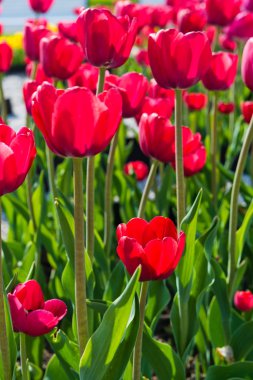 güzel bir Lale alan