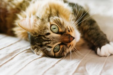 Gri kedi yatakta yatarken