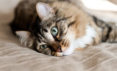 Gri kedi yatakta yatarken 