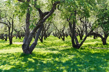 elma ağaçlarının çiçeklenme