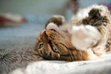 Gri kedi yatakta yatarken 