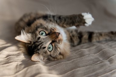 Gri kedi yatakta yatarken 