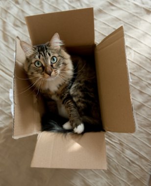 Karton kutudaki kedi.