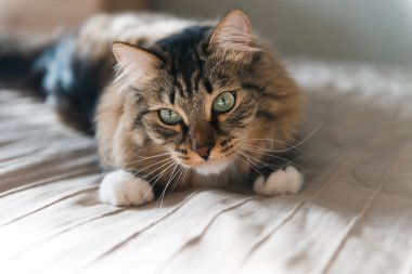 Gri kedi yatakta yatarken