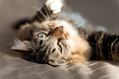 Gri kedi yatakta yatarken 