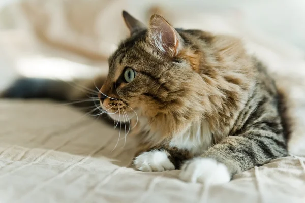 Szary kot leżący na łóżku — Zdjęcie stockowe