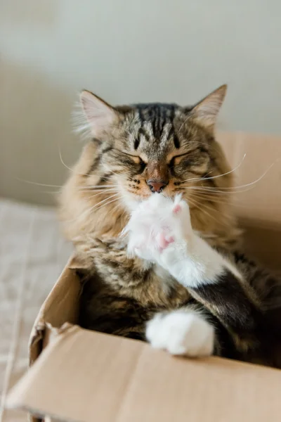 Gatto in scatola di cartone — Foto Stock