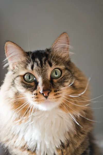 Hermoso gato — Foto de Stock