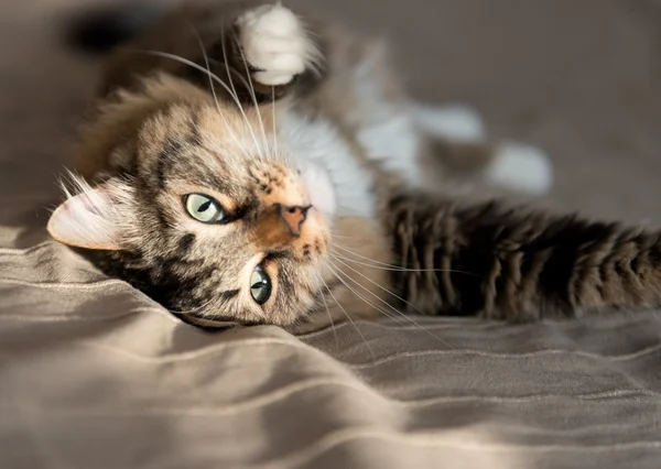 Gatto grigio sdraiato sul letto — Foto Stock