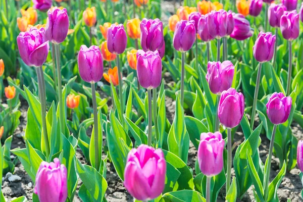 Indah bidang tulip — Stok Foto