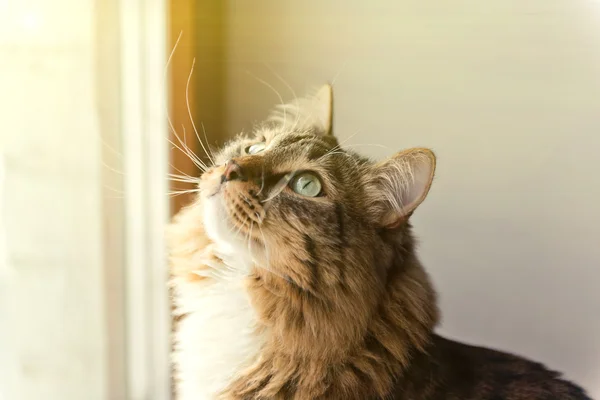 Kat die uit het raam kijkt — Stockfoto