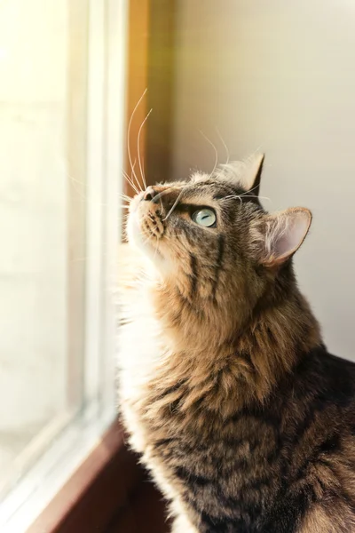 Cat looking out of window — Stock Photo, Image