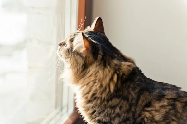 Kat die uit het raam kijkt — Stockfoto