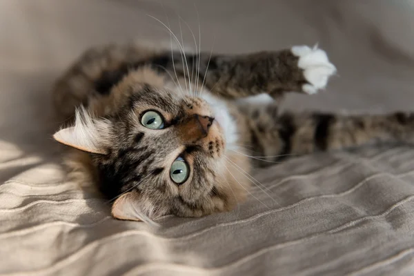 Grå katt som ligger på sengen – stockfoto