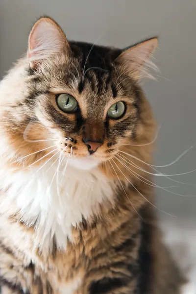 Gato bonito — Fotografia de Stock