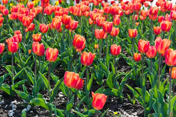 Schönes Tulpenfeld — Stockfoto