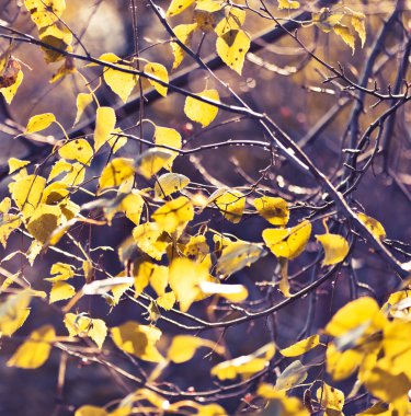 Sarı yapraklar