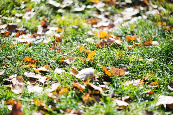 Fallen leaves on grass — Stock Photo, Image