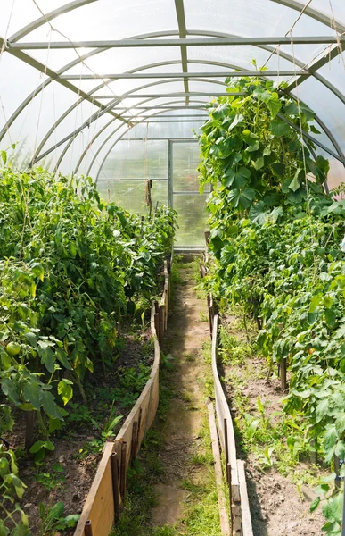 Inside plastic horticulture greenhouse — Stock Photo, Image