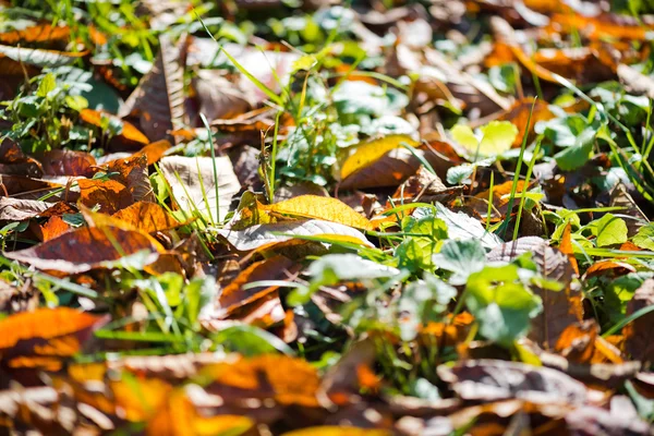 Fallen leaves on grass — Stock Photo, Image