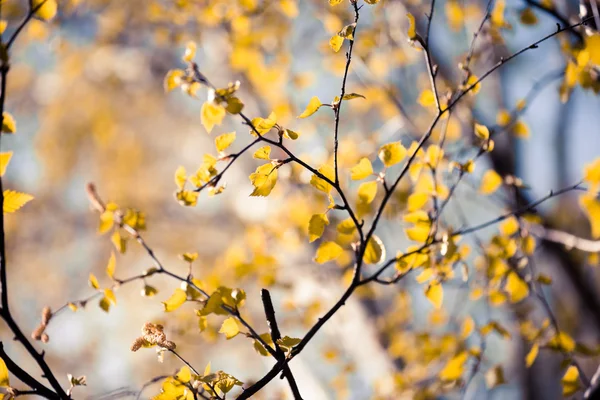 Gula blad — Stockfoto