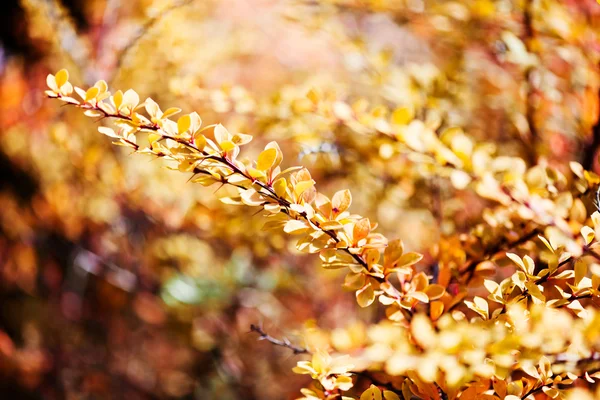 Sarı yapraklar — Stok fotoğraf