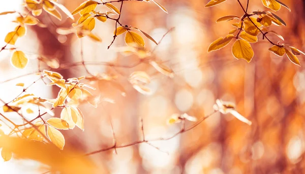 Yellow leaves — Stock Photo, Image